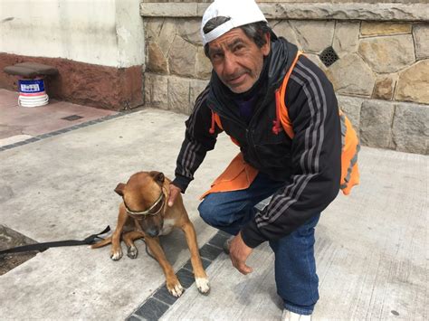 Rocco El Perro Estrella Que Asistió A Su Dueño Al Borde Del Desmayo