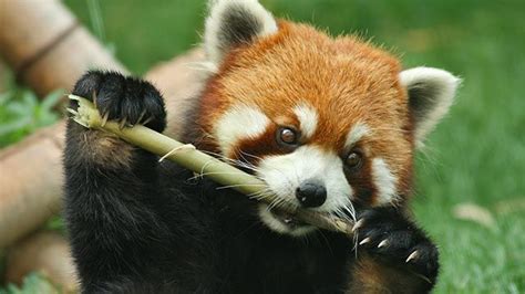 El Panda Rojo ¿es Familia Del Oso Panda