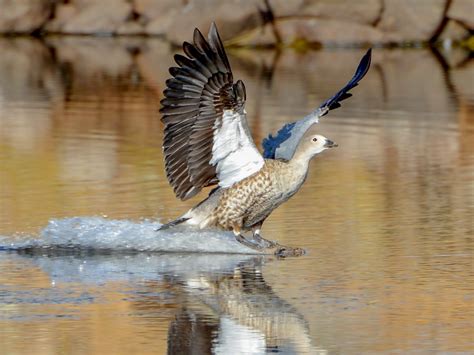 Blue Winged Goose Ebird