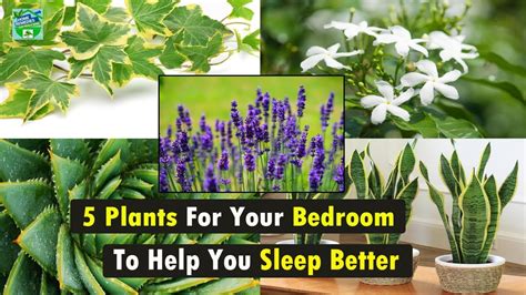 5 Plants For Your Bedroom To Help You Sleep Better Home Remedies