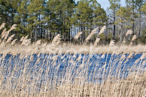 Marsh Grass Stock Photo Royalty Free Freeimages