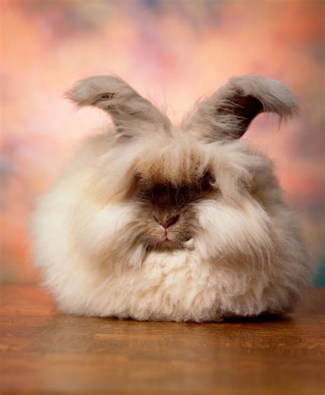 The Cuddly Fluffy Surreal World Of Angora Show Bunnies Published