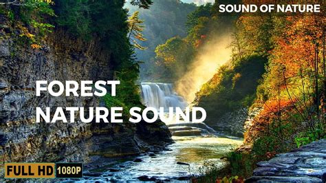 Waterfall Jungle Sounds Relaxing Tropical Rain Forest Nature Sound