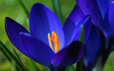 Its not so hot that it will dry out like in the summer and its not so cold that it wont grow like in the winter. Blue crocus macro-Spring Flowers HD Wallpaper Preview ...