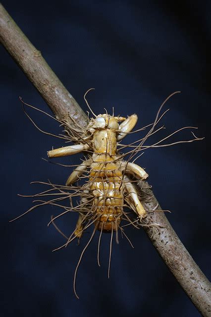 25 Insects With Fungal Parasite Cordyceps Gallery