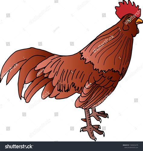 hand drawn cute cock vector stock vector royalty free 1183024279 shutterstock
