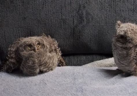 Baby Screech Owls Rehabilitating Orphan And Injured Wildlife Since 1962