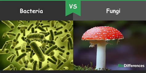 Difference Between Bacteria And Fungi Bio Differences