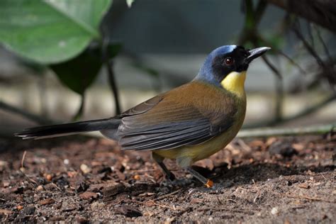 Blue Crowned Laughingthrush Garrulax Courtoisi Zoochat