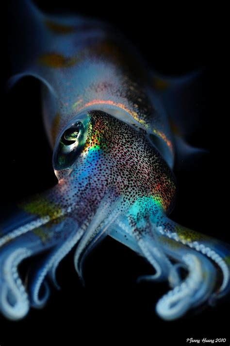 The Deep Ocean Octopus Legs Look Like Roots Of A Tree