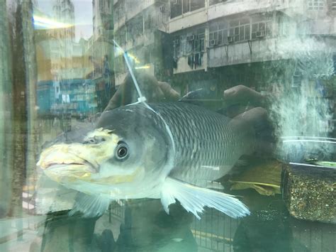 The website collected by this website comes from the. 大角咀食肆殘忍以索帶綁魚 愛協報警警告餐廳 - 香港動物報 Hong Kong Animal Post
