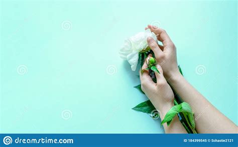 Beautiful Female Tender Hands Hold Flowers On A Bright Sky Blue