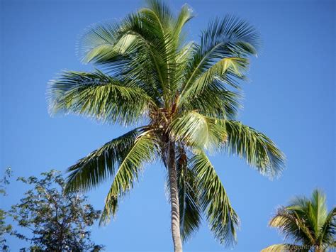 Your Top 3 Favorite Palms Discussing Palm Trees Worldwide Palmtalk