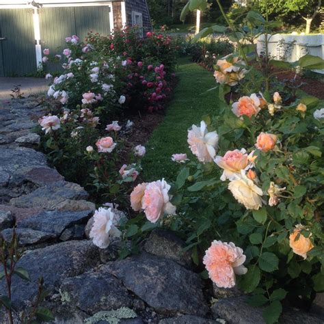 A Cape Cod Rose Garden Hgtv
