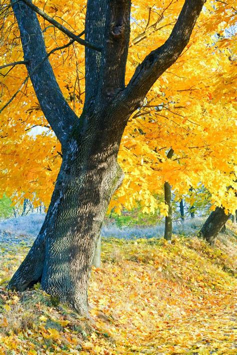 Autumn Maple Trees In Autumn City Park Stock Image Colourbox