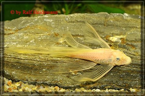 Robert dorner in wels, oberösterreich. L-Welse.com Datenbank - Ancistrus sp. "Gelb-Schwarzauge ...