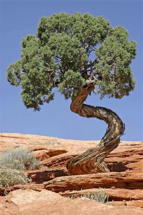 Juniper Tree Juniperus Osteosperma In Canyonlands National Park In
