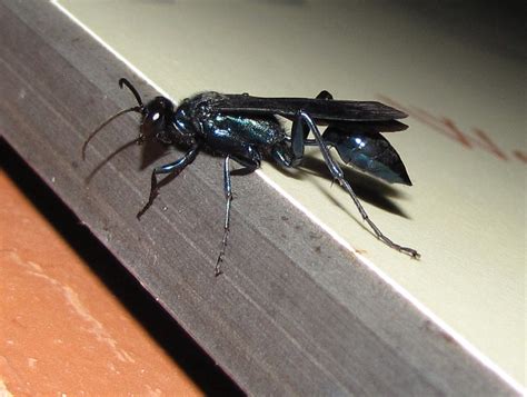 What Kind Of Wasp Is This Ars Technica Openforum