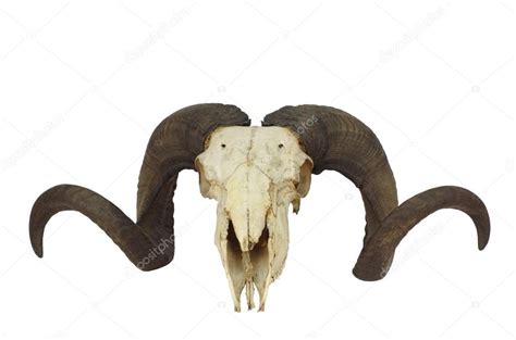 Ram Skull With Big Horn — Stock Photo © Witoldkr1 23574429