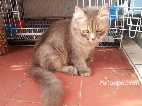 Anak kucing ini tidak bergerak atau mw. Tanda Kucing Bunting Atau Mengandung