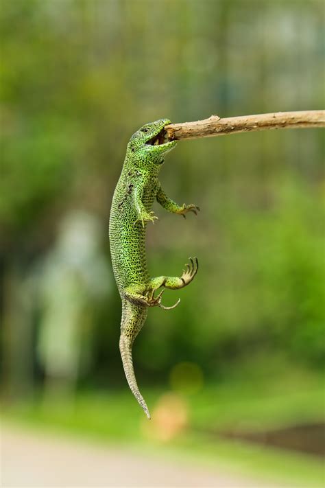 Amazing Lizard Hanging From Stick About Wild Animals