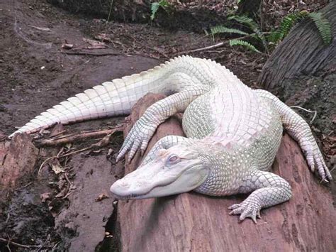 11 Albino Animals That Have Rarely Ever Been Seen