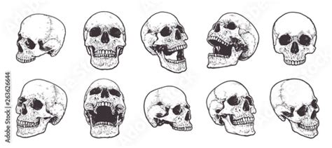 Anatomical Skulls Vector Set Stock Vector Adobe Stock