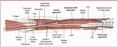Surgical Exposures Of The Radius And Ulna JAAOS Journal Of The American Academy Of