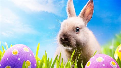 Free Download Cute Easter Bunny 2015 Desktop New Hd Wallpapers