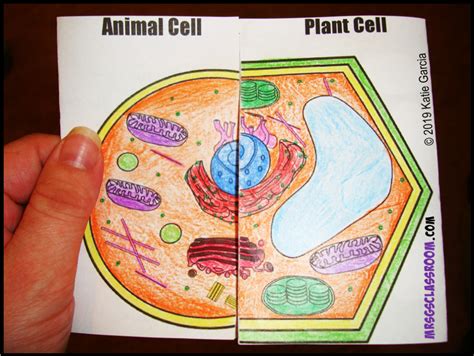 Check spelling or type a new query. FREE VIDEO, NOTES, & VENN DIAGRAM FOR PLANT & ANIMAL CELLS ...