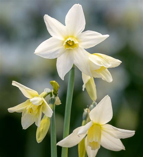 Buy Narcissus Toto Bulbs Miniature Trumpet Daffodils Sarah Raven