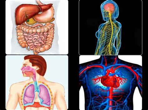 Sistemas Del Cuerpo Humano Sistemas Del Cuerpo Humano Cuerpo Humano