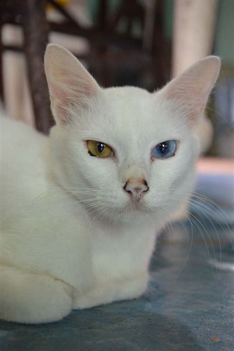 57 Gorgeous Cats With Heterochromia Iridum Gorgeous Cats Cats White