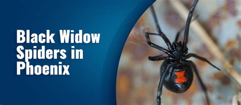 Black Widow Spiders In Phoenix Arizona How To Treat