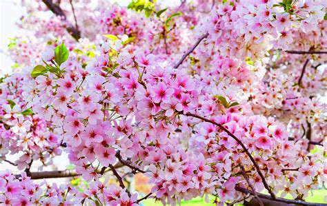 Gambar mewarnai bunga sakura | kumpulan gambar mewarnai update. Keunikkan Fakta tentang Bunga Sakura Jepang - Akiba Nation