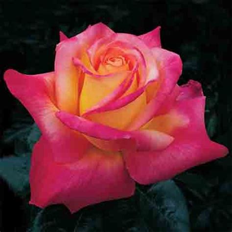 Love And Peace Hybrid Tea Rose Hybrid Tea Roses Edmunds