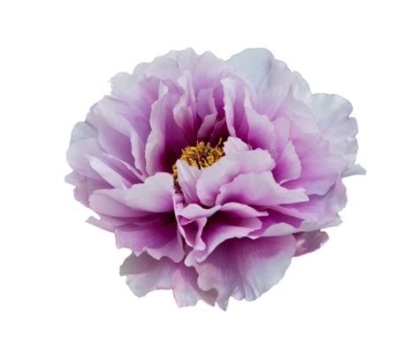 Check spelling or type a new query. transparent-flowers: White and purple Peony. (x). | Flores ...