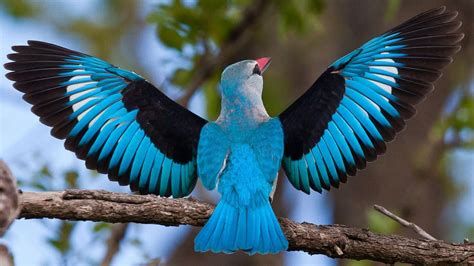 Blue Bird With Wings Spread Image Abyss