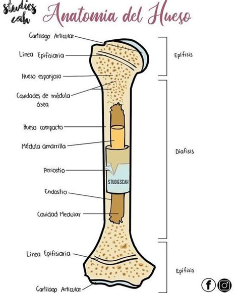Arriba 98 Foto Cuales Son Los Huesos Largos Del Cuerpo Humano Lleno