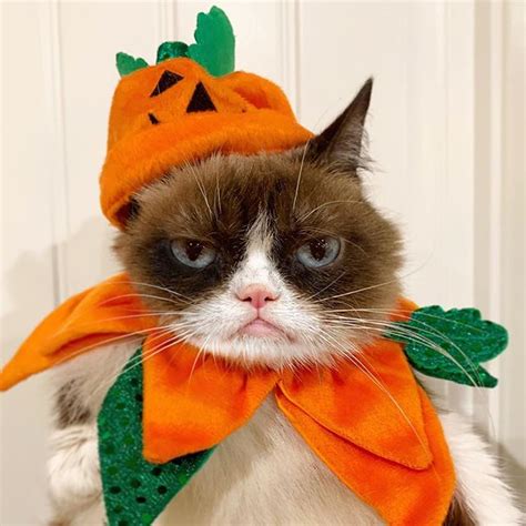 Grumpy Cat Halloween Blank Template Imgflip