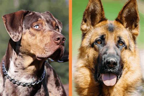 Catahoula German Shepherd Mix A Complete Breed Guide The German