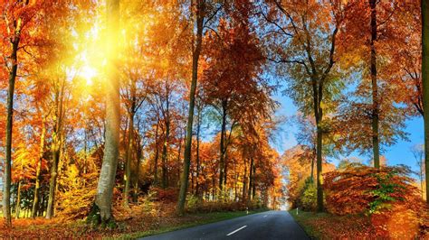 Road Between Yellow Green Orange Autumn Fall Trees With Sunrays Hd Fall