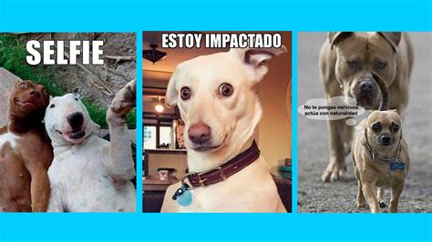 Los Mejores Memes De Perros Para Compartir En Los Estados De Whatsapp