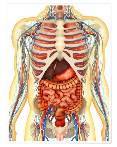 Anatomie des menschlichen körpers, lunge, nieren, herz. Menschlicher Körper mit inneren Organen, Nerven-, Lymph ...