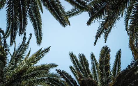 Palm Tree Sky Background