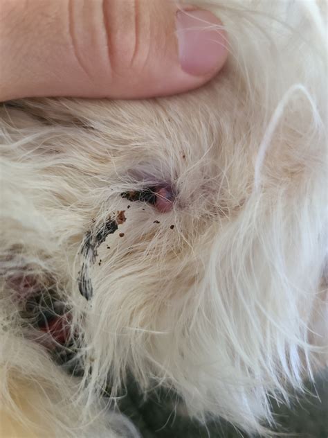 My Dog Has A Small Lump With A Scab Coming Out Of It On Her Face It