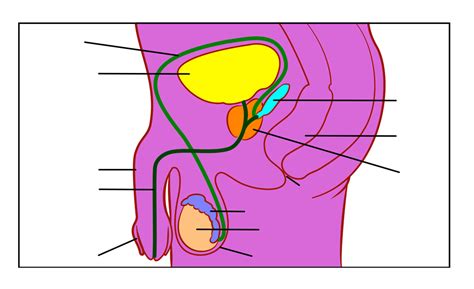 Male Reproductive System Diagram Unlabeled Clipart Best Images And