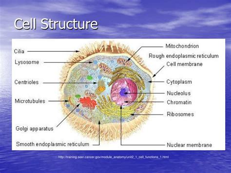 Cell basic unit of structure and function in all living systems cell organelles various membrane bound structures found within a cell are known as cell organelles. PPT - CELL STRUCTURE PowerPoint Presentation - ID:3776736