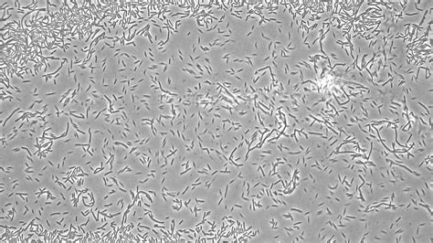 Bacillus Subtilis Under Microscope