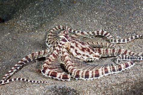 They have been observed mimicking plenty of other animals too though including stingrays, jellyfish, and starfish. Mimic Octopus - Stock Image - C031/6746 - Science Photo ...